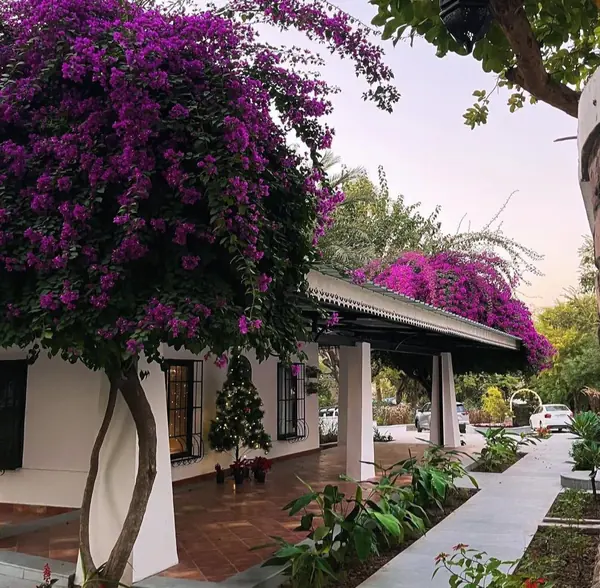 Antler Woods, Siswan: single-storey residence with a long veranda under flowering bougainvillea