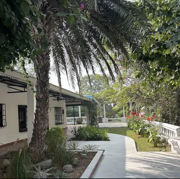 Antler Woods, Siswan: garden path under a palm beside the veranda